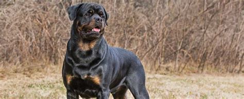 Breeds Of Dogs You Would Love To Pet Buggtimes