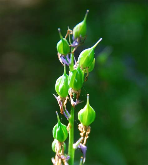 Bluebell Seed Pods Flickr Photo Sharing