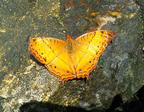 «kupu kupu rama rama, yang sedang tengok siapa nama?». 'Butterfly' Itu Kupu-kupu & 'Moth' Adalah Rama-rama ...