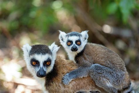 Ring Tailed Lemur With Baby Lemur Catta Madagascar Wildlife