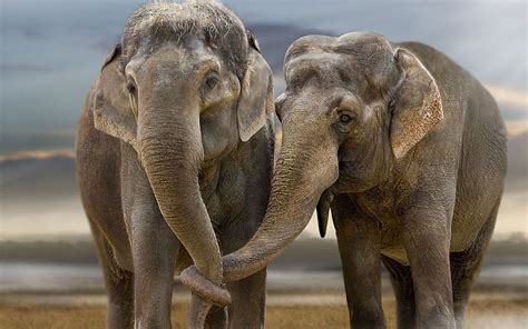 Animal Pictures Elephants Wallpapers Hd Photos Elephant