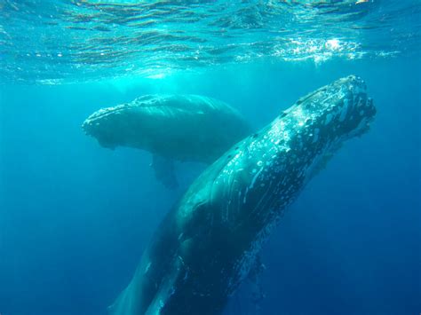 Humpback Whale Protection And Responsible Whale Watching Vallarta
