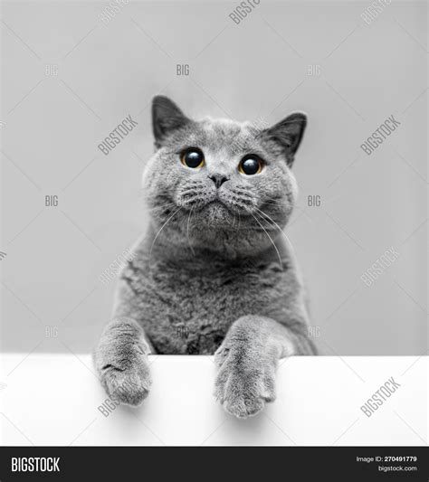 Fluffy Grey Cat Image And Photo Free Trial Bigstock