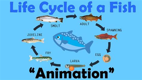 Even on a perpetual inventory system, there are a lot of things that can happen to your stock levels. FISH LIFE CYCLE (Animation) - YouTube