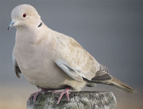 Collared Dove Dove Hunting Backyard Birds Protected Species