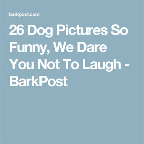 26 Dog Pictures So Funny We Dare You Not To Laugh Dog