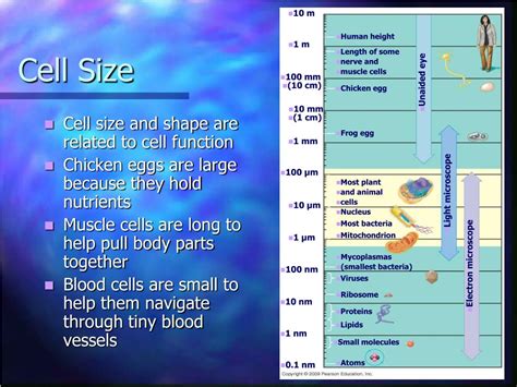 Ppt A Tour Of The Cell Powerpoint Presentation Free Download Id