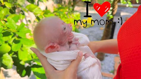 Sen monkey feels his mother's love, I wish you grow up quickly - YouTube