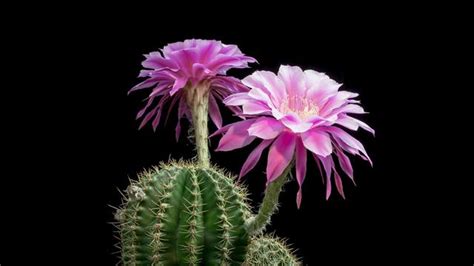 After picking out a clean vase, fill it with room temperature water and avoid direct sunlight, heat, drafts and fruit your flowers will last longer in a room with cool temperatures. Time-Lapse: Beautiful Cacti Bloom Before Your Eyes