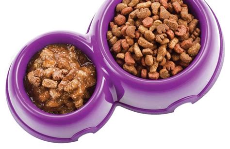 We're here to guide you through finding some of the recommended best kitten foods available. Dry vs. Wet Food: What's the Best Option for Your Dog ...