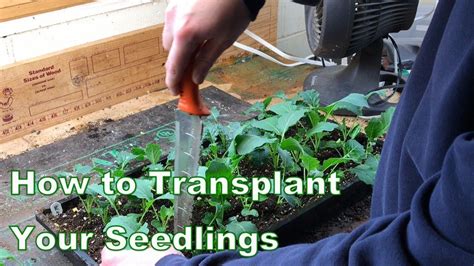 How To Transplant Your Seedlings Youtube