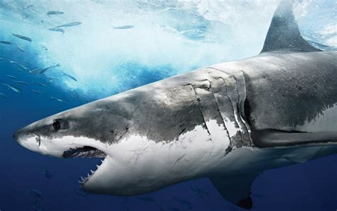Great White Shark Wallpaper Hd ·① Wallpapertag
