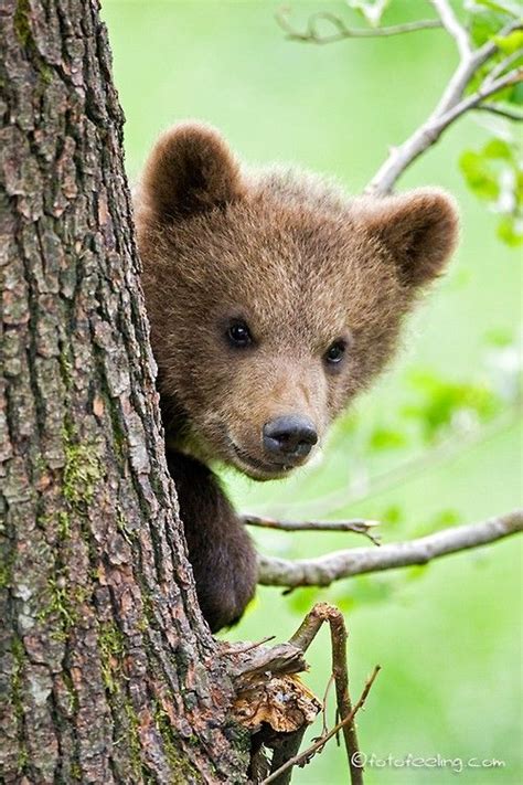 17 Best Images About Bear Cubs Are The Cutest On Pinterest