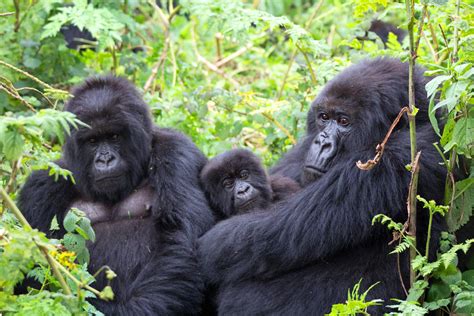 Bwindi Impenetrable National Park The Ultimate Gorilla Experience