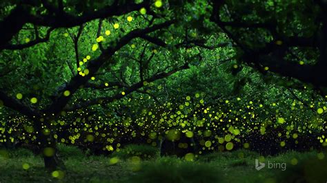 Beautiful Firefly Summer October 2013 Bing Wallpaper Preview