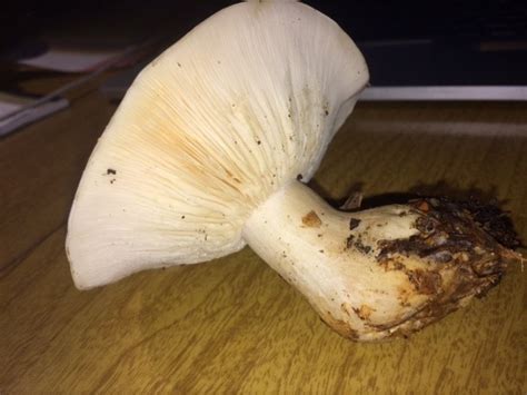 White Mushroom Help Identifying Mushrooms Wild Mushroom Hunting