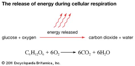 The reactants are on the left and the products are on the right: cellular respiration - Students | Britannica Kids | Homework Help