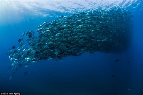 Divers Get Caught In Middle Of Huge School Of Fish And Even Snap A Few