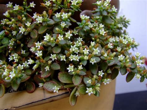 Succulent With Tiny White Flowers Beautiful Succulents Tiny White