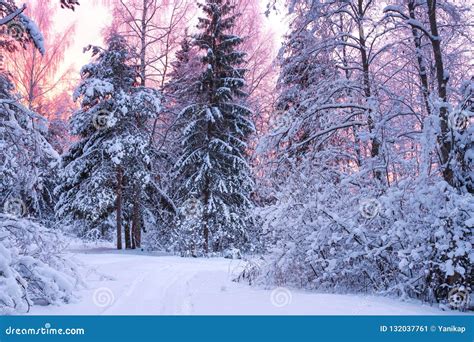Winter Landscape With Forest Trees And Sunrise Stock Image Image Of