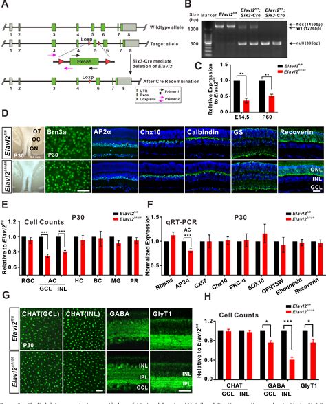 Figure 1 From Elavl2 Regulates Retinal Function Via Modulating The