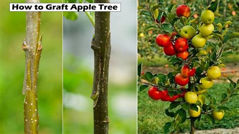 How To Graft Apple Trees The Best Grafting Technique For Apple Tree