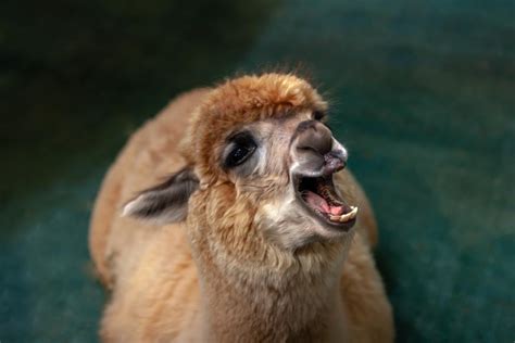 Celebrate National Llama Day With 10 Fun Facts About Llamas Nature