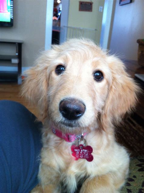 Fellow doodle owner tracy miller asked the following question: Maggie Doodle! Golden Doodles! | Goldendoodle, Golden ...
