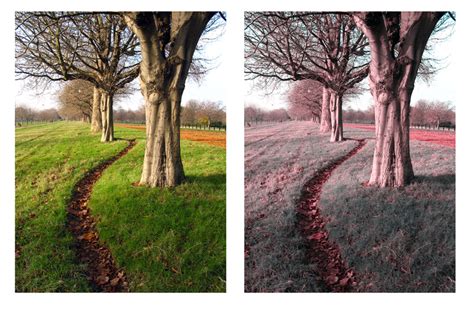 What Are The Different Types Of Color Blindness Iristech