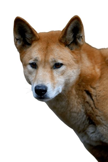 Best 25 Dingo Png Logo Clipart Hd Background