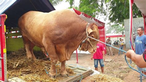Proses Loading Sapi Terbesar Di Indonesia Bima Sakti - YouTube