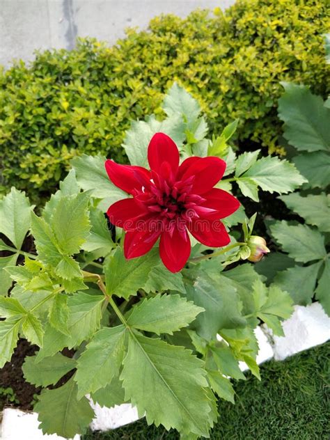 Red Coloured Dahlia Flower And A Bud In A Garden Stock Image Image Of