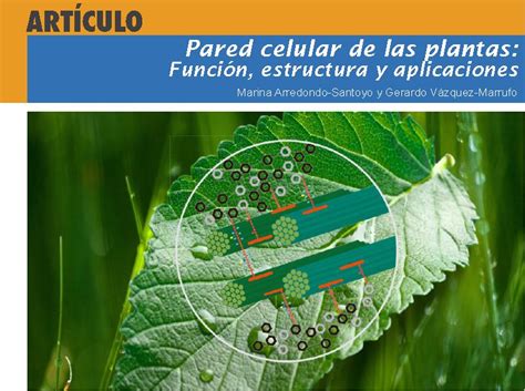 Pared Celular De Las Plantas Función Estructura Y Aplicaciones