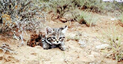 The Deadliest Cat On Earth Africas Black Footed Cat Weighing In At