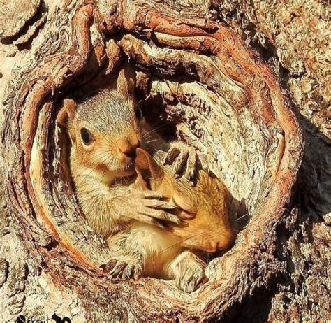Super Cute Two Baby Squirrels In Nest Eekhoorn Eichhörnchen Wilde