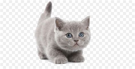 British Shorthair Abyssinian Kitten Wallpaper Cute Gray