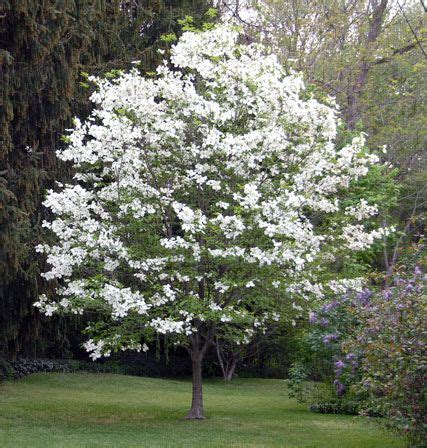 Well, we have all the cherry blossoms facts that you should know before traveling to see this spring event this year in some of the most beautiful places in. dogwood | Flowering trees, White flowering trees, Dogwood ...