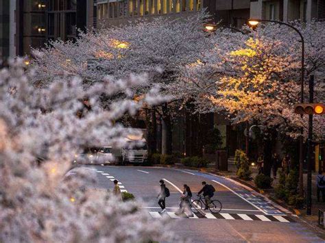 Global Warming Impact Japans Famous Cherry Blossoms Bloom Earliest