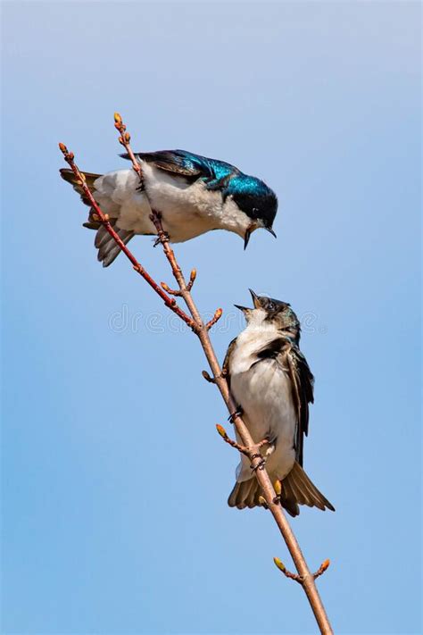 Cute Tree Swallow Birds Couple Mating Close Up Portrait In Spring Stock Image Image Of Feather