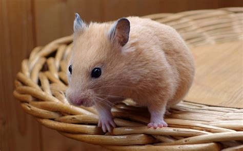 A Complete Guide To Hamsters As Pets By Squeaks And Nibbles