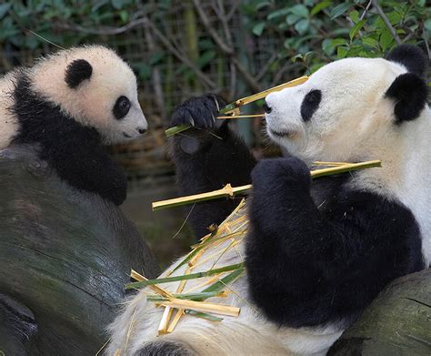 Giant Panda San Diego Zoo Kids