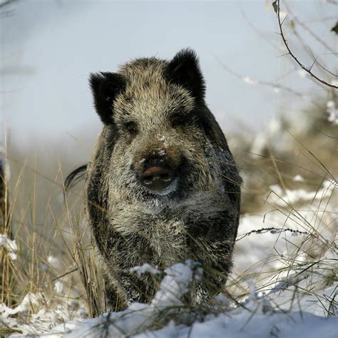 Wild Boar Pig Wild Boar Sus Scrofa Photograph By David Santiago