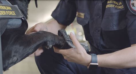Use the search function above to view the animals in our care who currently need. A day in the life of Airport Detector Dogs