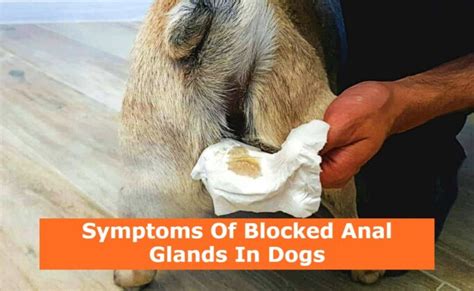 Symptoms Of Blocked Anal Glands In Dogs