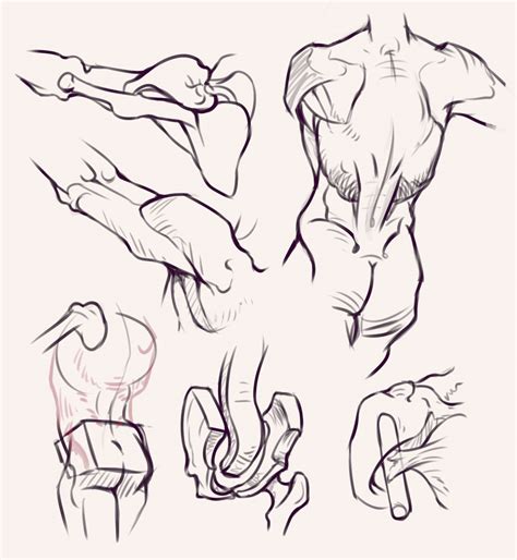 Shoulder Drawing Reference And Sketches For Artists