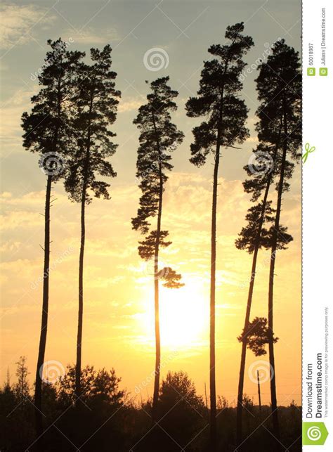 Beautiful Tall Pine Trees At Sunset Stock Image Image Of Dawn Orange