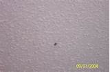 Pictures of Termite Hole In Wall