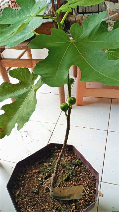 Nikmati video buah tin segar eksklusif serta film populer dan acara tv. MISC&GFT237 - Live fig plant in a pot/Pokok buah tin segar ...