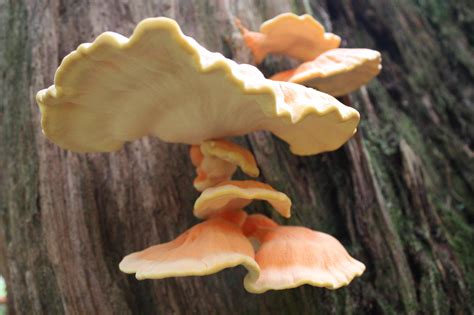 Shelf Fungi And Other Id Mushroom Hunting And Identification