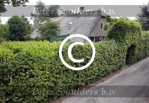 Maybe you would like to learn more about one of these? Fotoarchief Peter Smulders BV